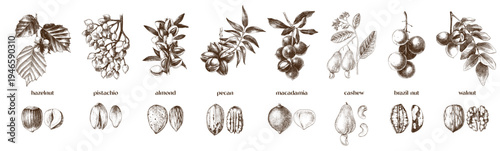 Nut trees branches and close up of nuts