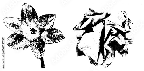 Graphic vector illustration of daffodil flower with halftone texture, paired with abstract crumpled paper motif, isolated art elements, black and white, minimalist design.