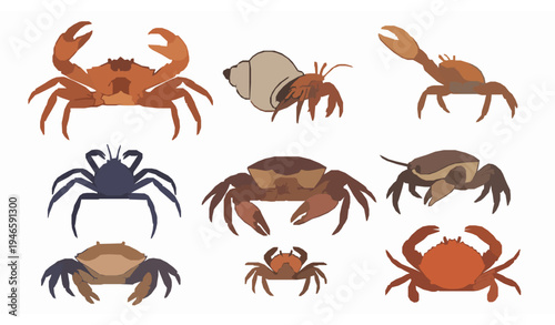 Crabs vector illustration set with king, hermit, fiddler, spider, mud, and generic shore crabs in solid style for education and wildlife