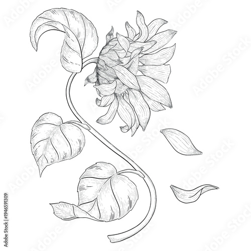 Collection of flowers and grasses drawn with black and white lines with copy space. Vector illustration for decorating books, scrapbooking, social media and invitations decor
