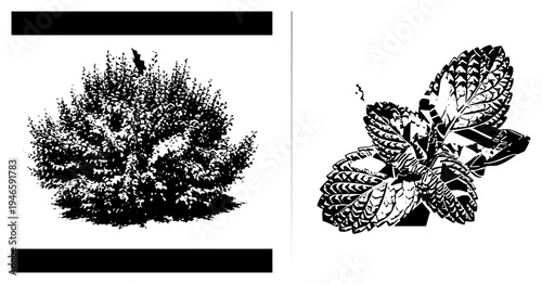 Graphic design featuring bush silhouette and mint leaves, halftone texture, vector art, botanical illustration, isolated foreground elements.