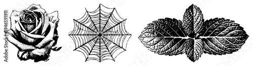 Vintage halftone illustrations of a blooming rose, symmetrical spider web, and textured mint leaves, rendered in vector art with stippling texture, ideal for graphic design or print.