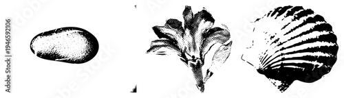 Vectorized rendered in halftone dot, including scallop, conch, and oval, ideal for graphic design, nature motifs, or print.