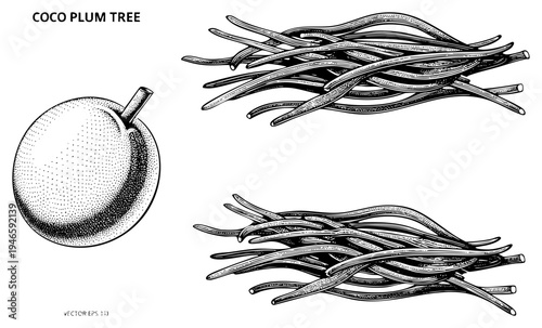 Coco plum fruit with stem, illustrated branches, botanical vector art, tropical fruit, halftone shading, black and white engraving, fruit anatomy.