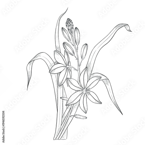 Collection of flowers and grasses drawn with black and white lines with copy space. Vector illustration for decorating books, scrapbooking, social media and invitations decor
