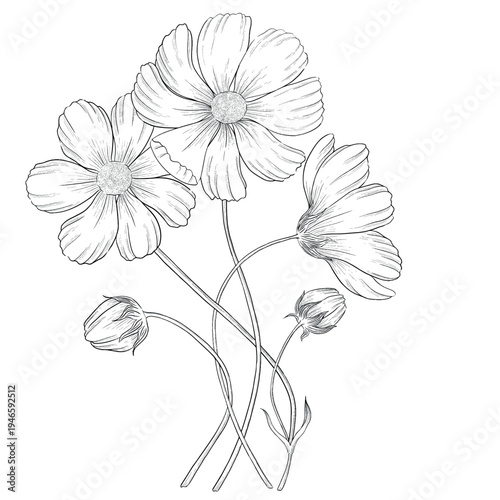 Collection of flowers and grasses drawn with black and white lines with copy space. Vector illustration for decorating books, scrapbooking, social media and invitations decor