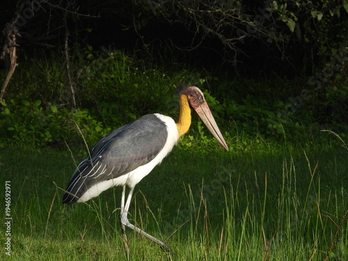 Fotografi Lesser Adjutant at Yala National Park  - Sri Lanka