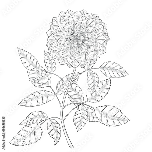 Collection of flowers and grasses drawn with black and white lines with copy space. Vector illustration for decorating books, scrapbooking, social media and invitations decor