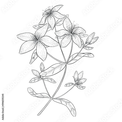 Collection of flowers and grasses drawn with black and white lines with copy space. Vector illustration for decorating books, scrapbooking, social media and invitations decor