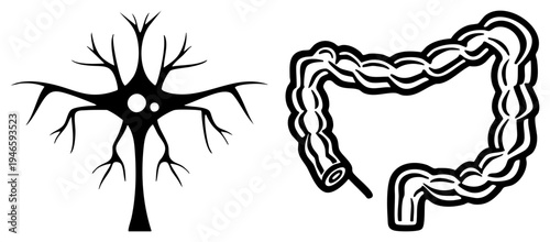 Simplified neuron with dendrites and axon, gut tract, medical diagram, biology education, neural pathway, digestive system, black vector.