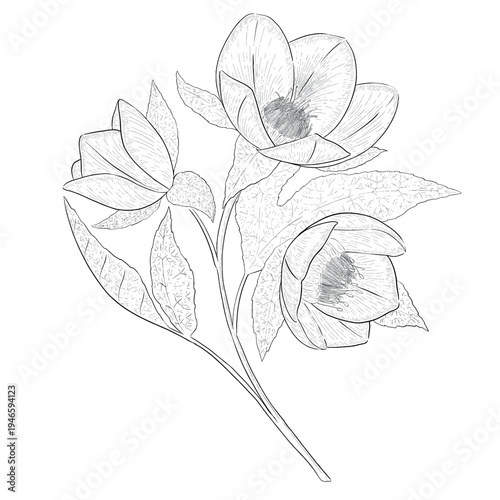 Collection of flowers and grasses drawn with black and white lines with copy space. Vector illustration for decorating books, scrapbooking, social media and invitations decor