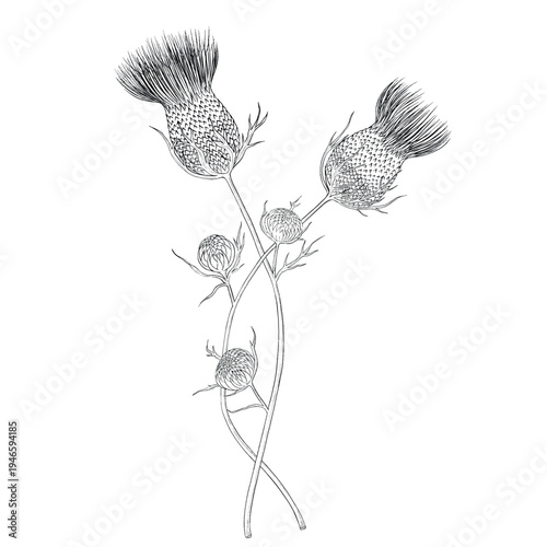 Collection of flowers and grasses drawn with black and white lines with copy space. Vector illustration for decorating books, scrapbooking, social media and invitations decor