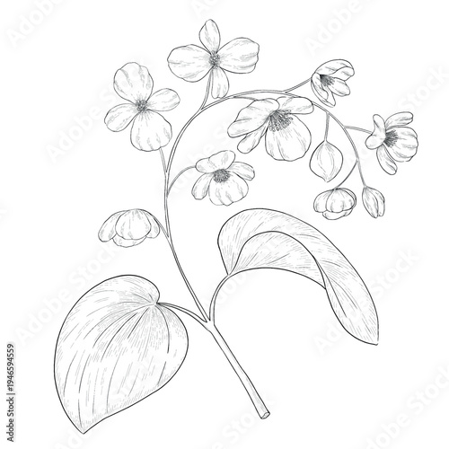 Collection of flowers and grasses drawn with black and white lines with copy space. Vector illustration for decorating books, scrapbooking, social media and invitations decor
