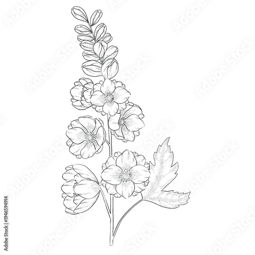 Collection of flowers and grasses drawn with black and white lines with copy space. Vector illustration for decorating books, scrapbooking, social media and invitations decor