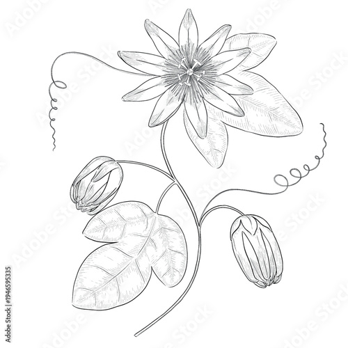 Collection of flowers and grasses drawn with black and white lines with copy space. Vector illustration for decorating books, scrapbooking, social media and invitations decor