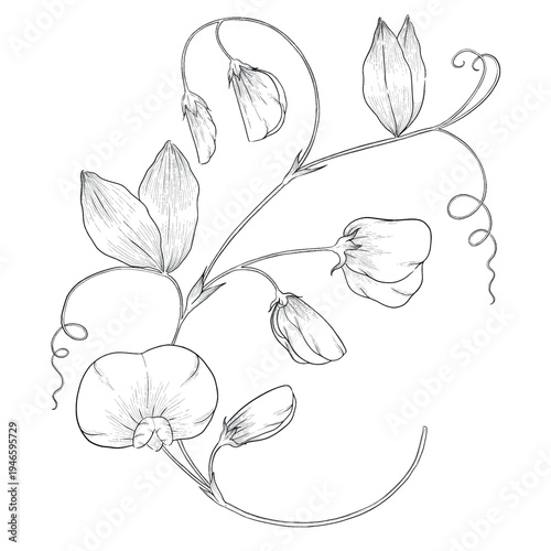 Collection of flowers and grasses drawn with black and white lines with copy space. Vector illustration for decorating books, scrapbooking, social media and invitations decor