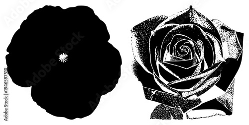 Stylized rose graphic in, featuring halftone shading and starburst center, vector art, silhouette, isolated design, graphic illustration.