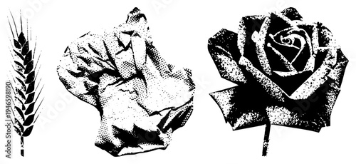 Classic halftone print style of wheat stalk, wrinkled paper texture, and blooming rose, graphic, retro design elements.