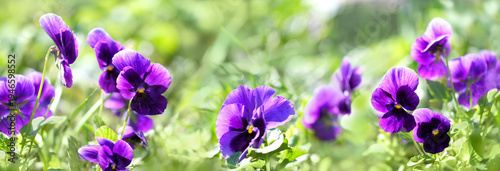 Beautiful bright pansies flowers, violets close up on green sunny abstract nature background. flower bed with purple pansy flowers. spring summer floral nature image. template for design. long banner