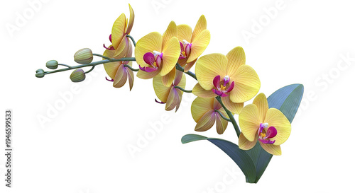 Yellow Orchid with Red Center on White Background