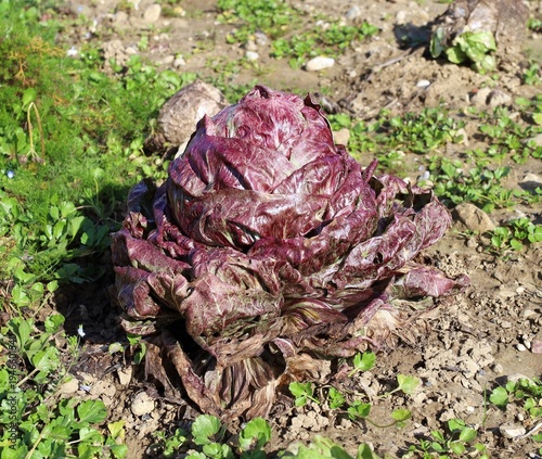 Wallpaper Mural Red Radicchio, leaf chicory variety Chioggia, growing in a field in march. Torontodigital.ca