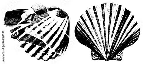 Graphic illustration of scallop, halftone texture, black and white, marine motifs, vector design, isolated, artistic print.
