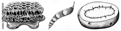 Honeycomb with dripping, pea pod with seeds, spiky fruit section, botanical vector art, detailed engraving style, natural science illustration.