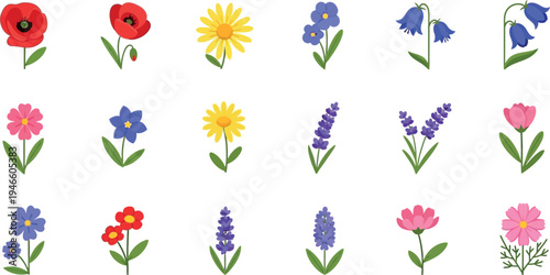 Colorful flowers on white background poppies
