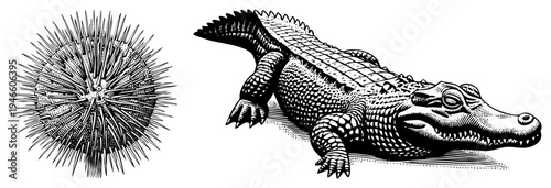 Black and white woodcut art of sea urchin and alligator, detailed, natural history illustrations, zoological studies, isolated vector graphics.