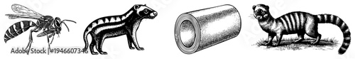 Classic black and white engravings of a wasp, ferret, cylindrical tube, and fossa, detailed art, scientific illustration style, isolated vector graphics.