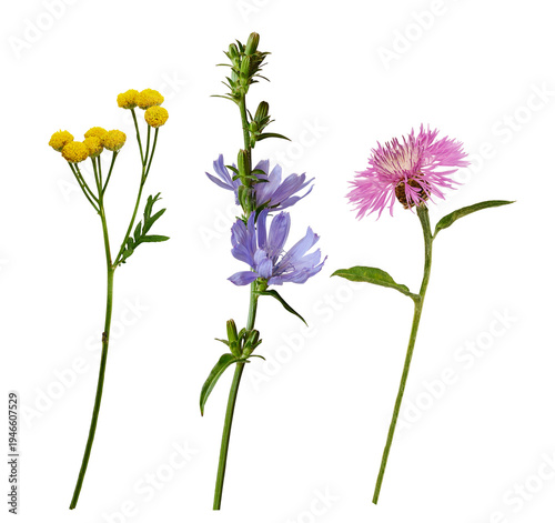 Картината върху платно Set of different summer flowers (chicory, thistle, tansy) isolated on white or t