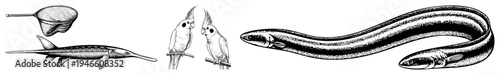 Classic engraved illustrations of sturgeon fish, cockatoo birds, and eel species, rendered in with fine and stippling, ideal for vintage design or educational use.