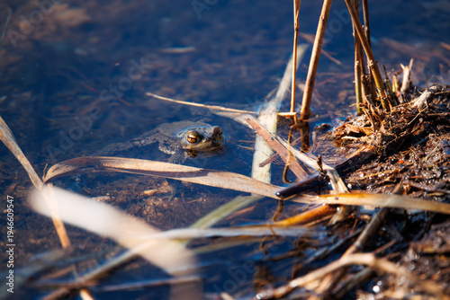 A male common toad (Bufo bufo) swims in a pond in the Sauerland region, hidden and well camouflaged among branches in the water. After the arduous and dangerous migration to the spawning grounds