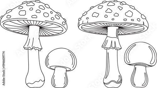 Outline Drawing of Two Fly Agaric Mushrooms and Two Smaller Mushrooms with Amanita Muscaria with Black And White