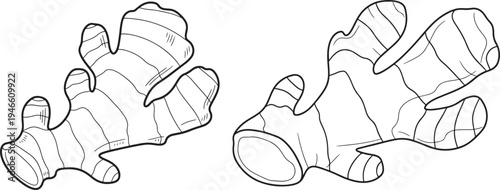 Ginger Root Illustration, Line Drawing of Two Rhizomes on White Background, Food Ingredient, Line Art, Spice Rack, Food And Drink