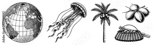 Classic engraved globe, translucent jellyfish, tropical palm tree, cluster of coconuts, woven wicker basket all in vector art.