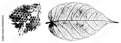 Hexagonal honeycomb structure and detailed leaf venation, botanical illustration, natural textures, black and white vector art, organic, scientific diagram style.