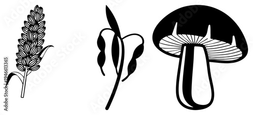 Stylized botanical illustrations wheat stalk, bellflower, and mushroom cap, minimalist design, isolated graphic elements for design use.