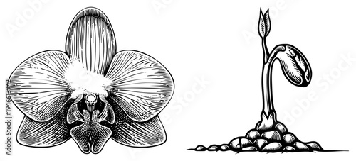 Elegant orchid flower with intricate petal veins, sprouting plant with seed pod, botanical illustration, vector drawing, nature sketch, flora design, black and white engraving style.