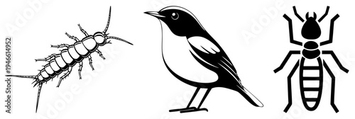 Illustration featuring a centipede, bird, and termite with bold black and white negative space, flat design, isolated, stylized nature symbols.