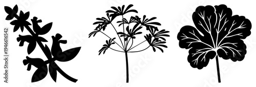 Black vector cutouts of sage sprig, dill umbel, and geranium leaf, botanical illustrations, herb silhouettes, culinary herbs, plant, isolated graphic elements.
