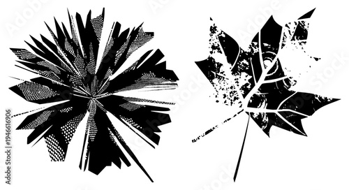 Abstract burst and maple leaf design, halftone vector art, graphic illustration, botanical motifs, isolated cutout elements.