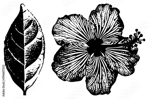 Hand drawn hibiscus bloom and leaf with textured, botanical print, vintage engraving, black and white illustration, natural science art.