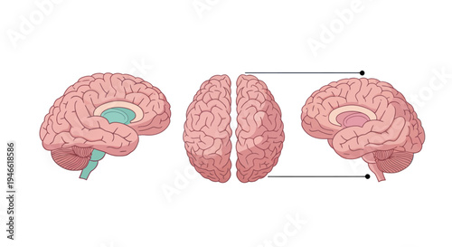 Human Brain Anatomy Illustration Detailed View.