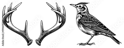 Hand drawn antlers with textured bark detail, stylized bird with head, vintage woodcut engraving, black and white vector art, naturalist illustration.