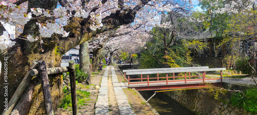 Kyoto, Japan: the Philosopher's Path in spring during cherry blossom season	