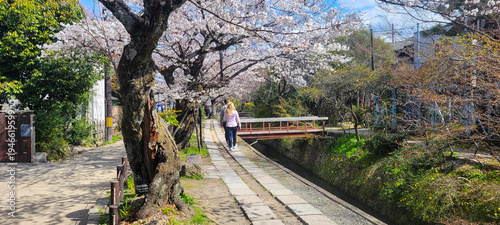 Kyoto, Japan: the Philosopher's Path in spring during cherry blossom season	