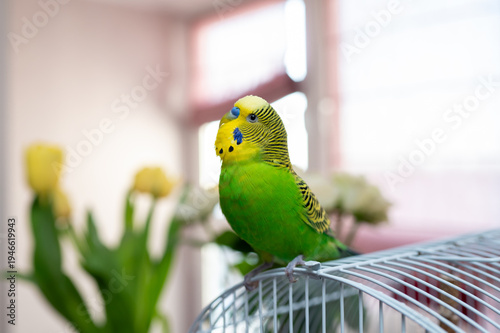 Bright Green Budgerigar Parakeet Sitting on Top of Wire Bird Cage in Bright Room with Tulips