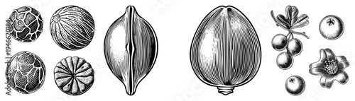 Detailed engraved drawings of seeds, berries, and plant structures, botanical art, scientific illustration, vintage engraving, natural history.