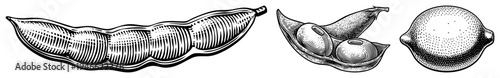 Classic engraved botanical illustrations of soybean pod, olive fruit, and lemon, rendered in halftone and stippling, ideal for vintage print or food graphic design.
